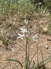 Ornithogalum