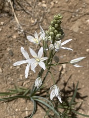 Ornithogalum