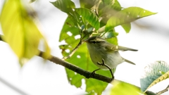 Phylloscopus reguloides