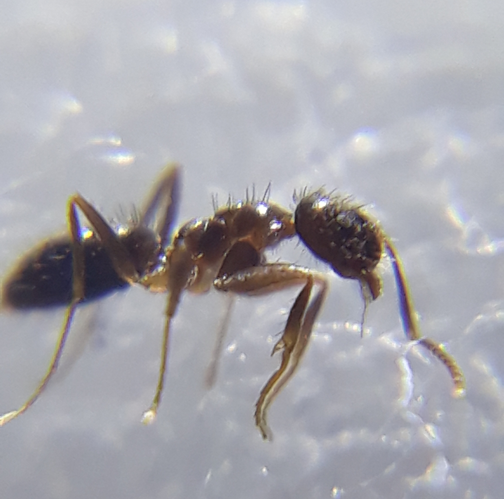 Nylanderia yerburyi