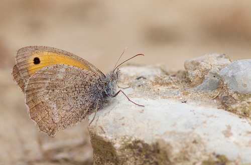 Dusky Meadow Brown