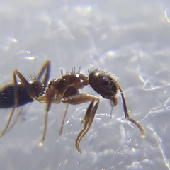 Nylanderia yerburyi