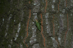 Metaplastes pulchripennis