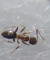 Nylanderia yerburyi