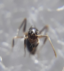 Nylanderia yerburyi