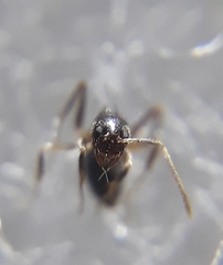 Nylanderia yerburyi