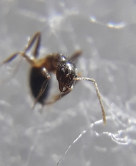 Nylanderia yerburyi