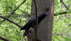 Corvus macrorhynchos