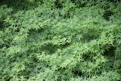 Acer palmatum