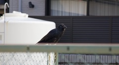 Corvus macrorhynchos