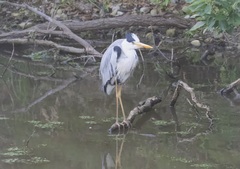 Ardea cinerea