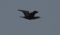 Phalacrocorax carbo