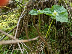 Trillium tschonoskii