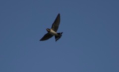 Hirundo rustica