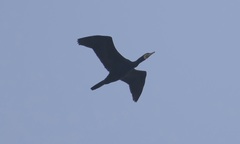 Phalacrocorax carbo