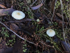 Fungi