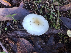 Fungi