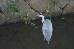 Ardea cinerea