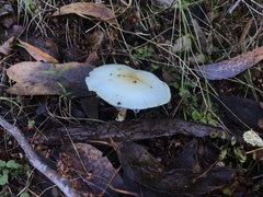 Fungi