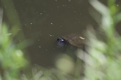 Trachemys scripta