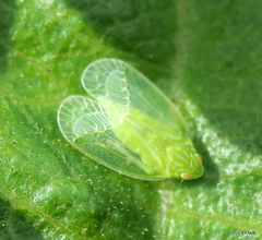 Kallitaxila granulata