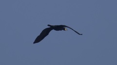 Phalacrocorax carbo