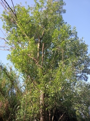 Salix alba