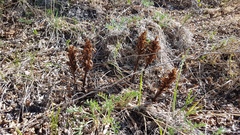 Orobanche coerulescens