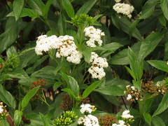 Stevia lucida