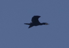 Phalacrocorax carbo