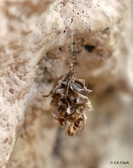 Brachycyttarus griseus