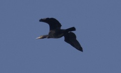 Phalacrocorax carbo