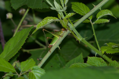 Metaplastes pulchripennis