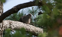 Streptopelia orientalis