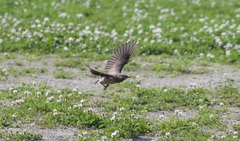 Spodiopsar cineraceus