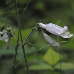 Penstemon hirsutus
