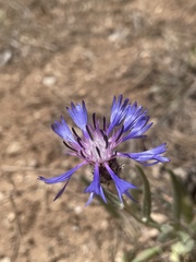 Centaurea pichleri