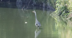 Ardea cinerea