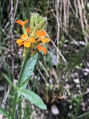 Erysimum croceum