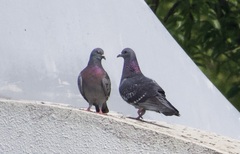 Columba livia domestica
