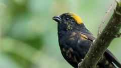 Pyrrhoplectes epauletta