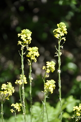 Erysimum cuspidatum