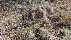 Orobanche coerulescens