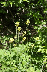 Erysimum cuspidatum