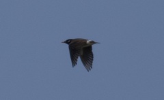 Spodiopsar cineraceus