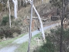 Macropus fuliginosus