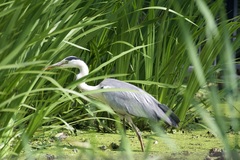 Ardea cinerea