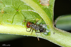 Polyrhachis furcata