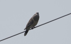 Streptopelia orientalis