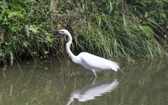Ardea alba